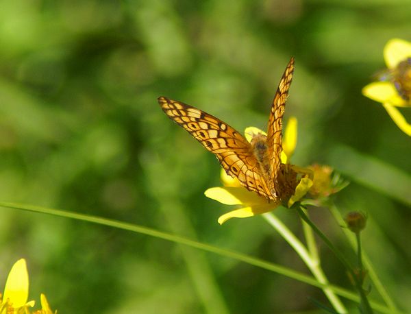 Varigated Fritillary