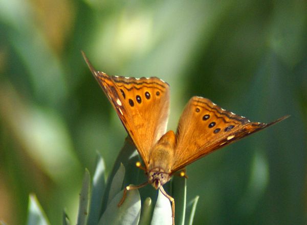 Hackberry Emperor.jpg