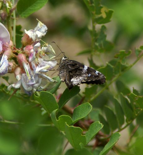 Arizona Skipper