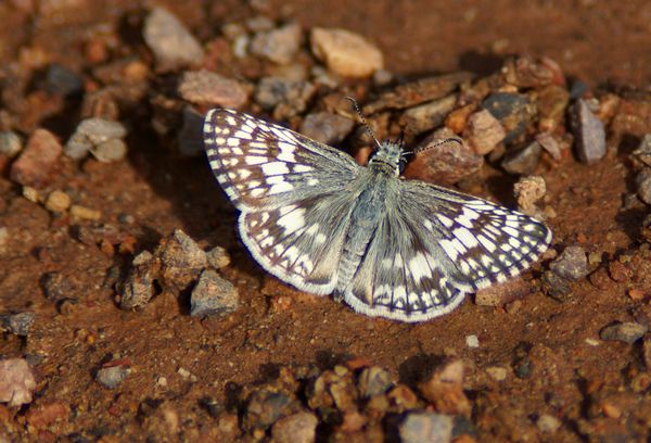 Common Checkered Skipper