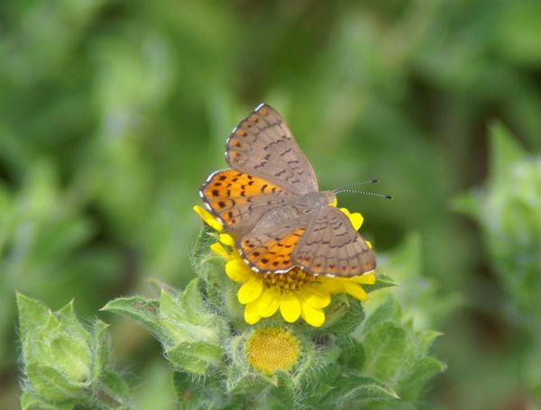 Ares Metalmark