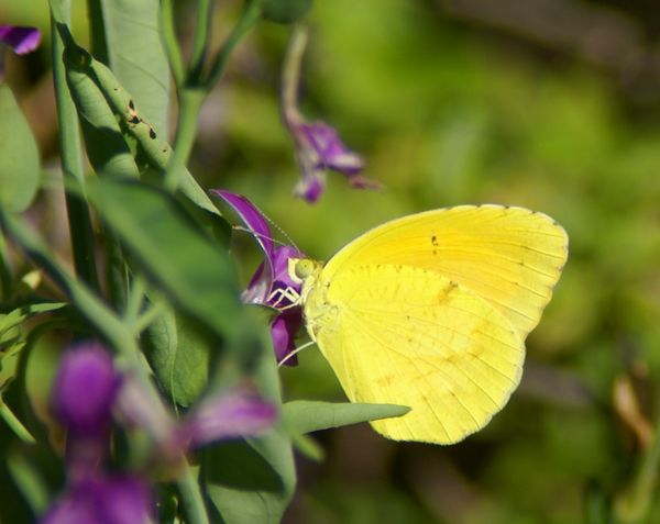 Cloudless Sulphur