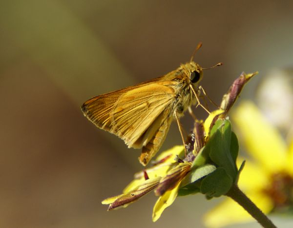 Orange Skipperling