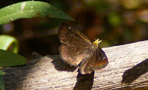 Gold Headed Scallop Wing