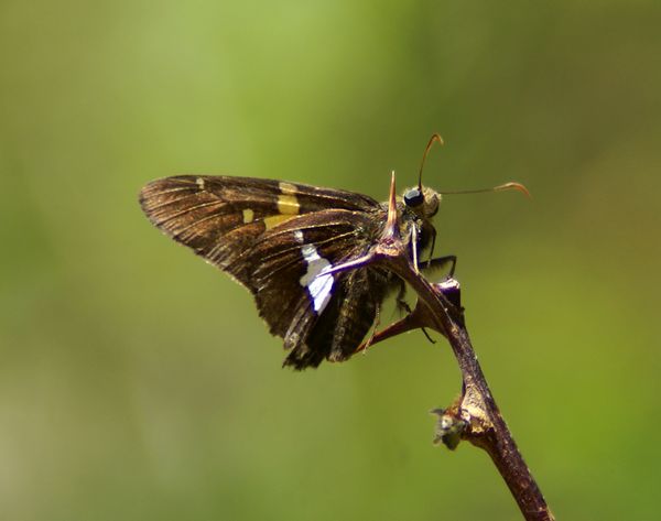 Silver-Spotted Skipper