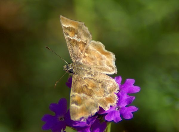 Arizona Powder Skipper