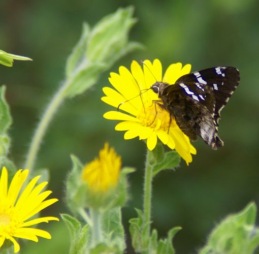 AZ Skipper