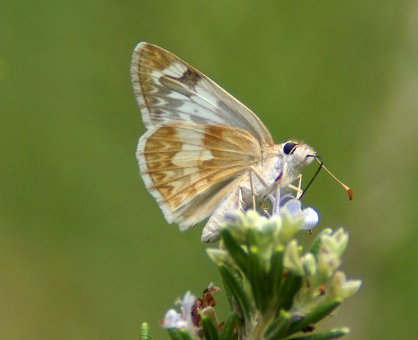 Northern White Skipper