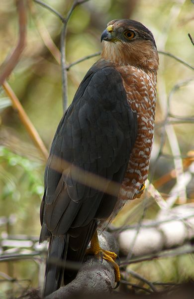 DSC08063c.jpg
