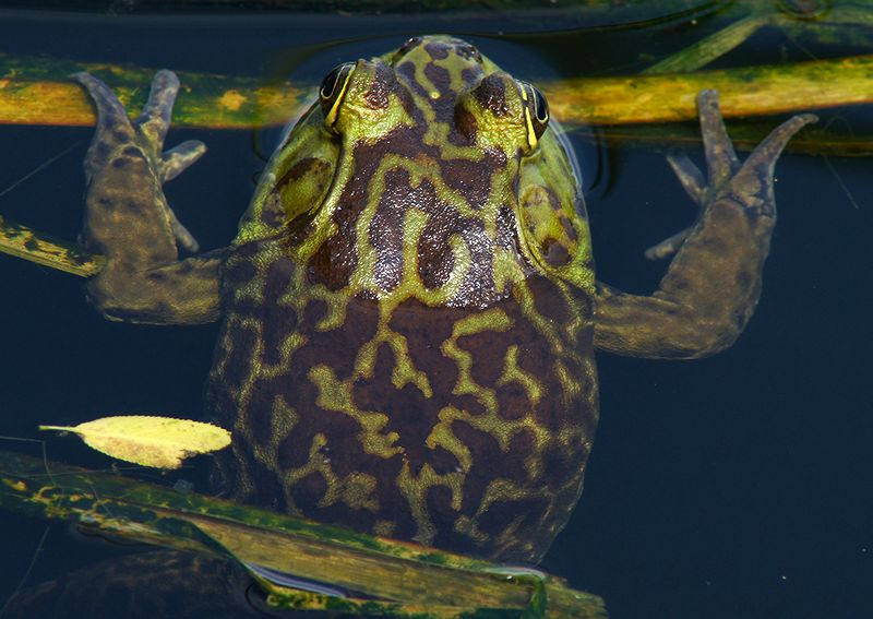 Bull Frog