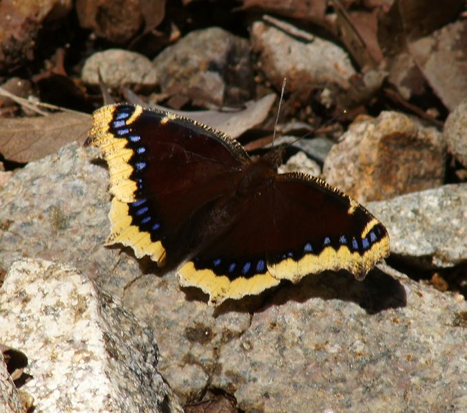 Mourning Cloak