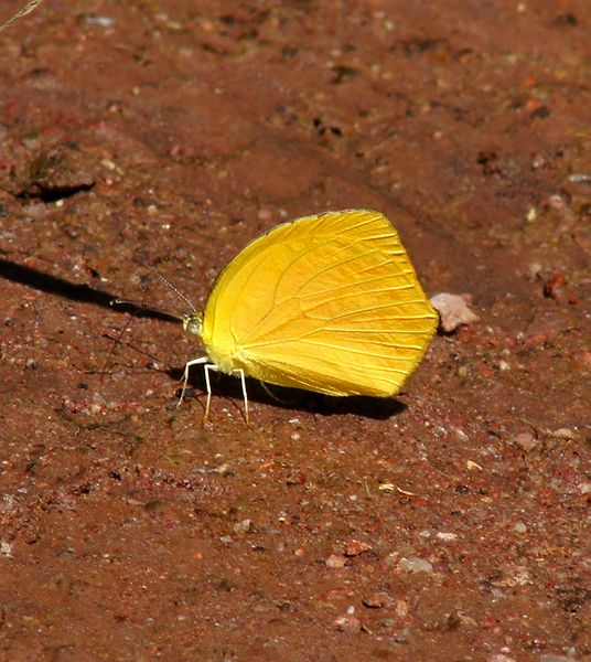 Tailed Orange (Fall Form)