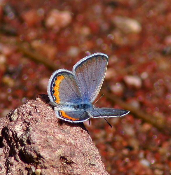 Acmon Blue