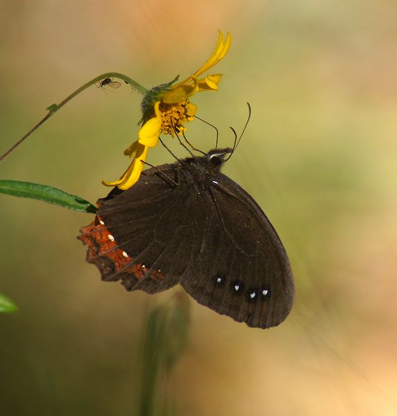 Red Bordered Satyr