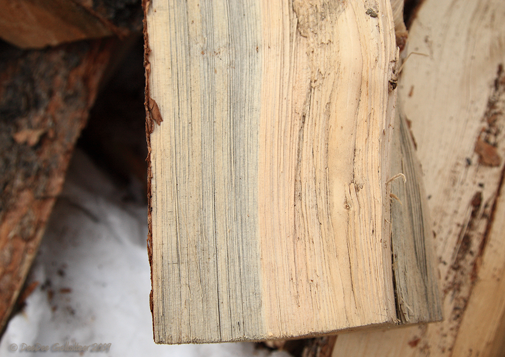 Cut LodgePole Pine  Wood Damaged from Mountain Pine Beetles
