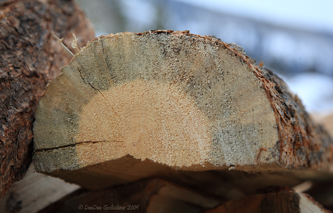 Lodge Pole Pine Wood Damage