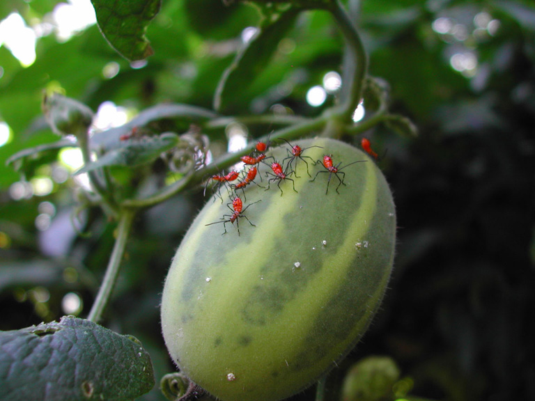 Costa Rican Assassin Bugs (family Reduviidae)