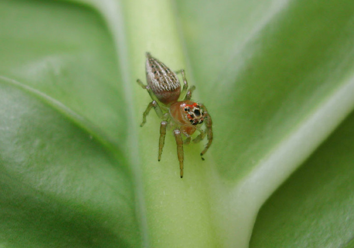 Clown Spider