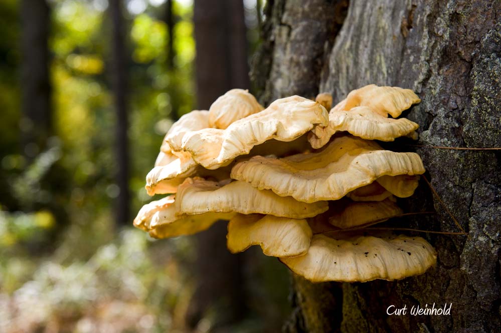 Laetiporus sulphureus