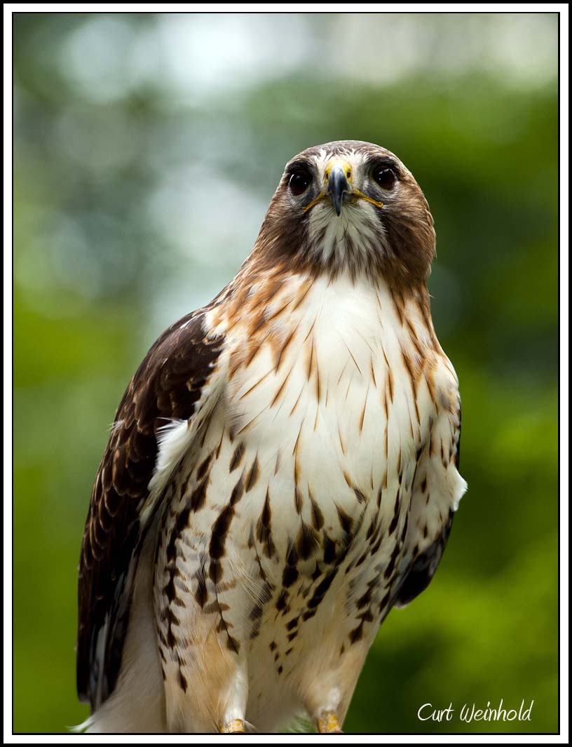 Redtail Hawk