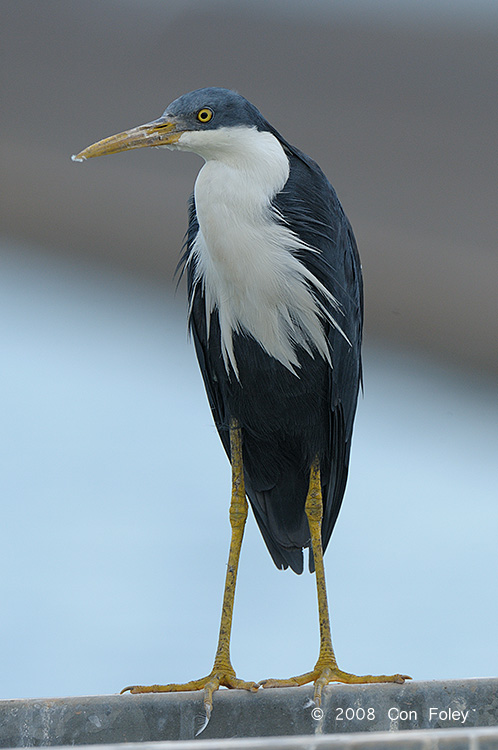 Heron, Pied (breeding) @ Leanyer Sewage Works