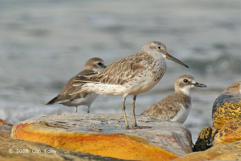 Knot, Great @ Nightcliff