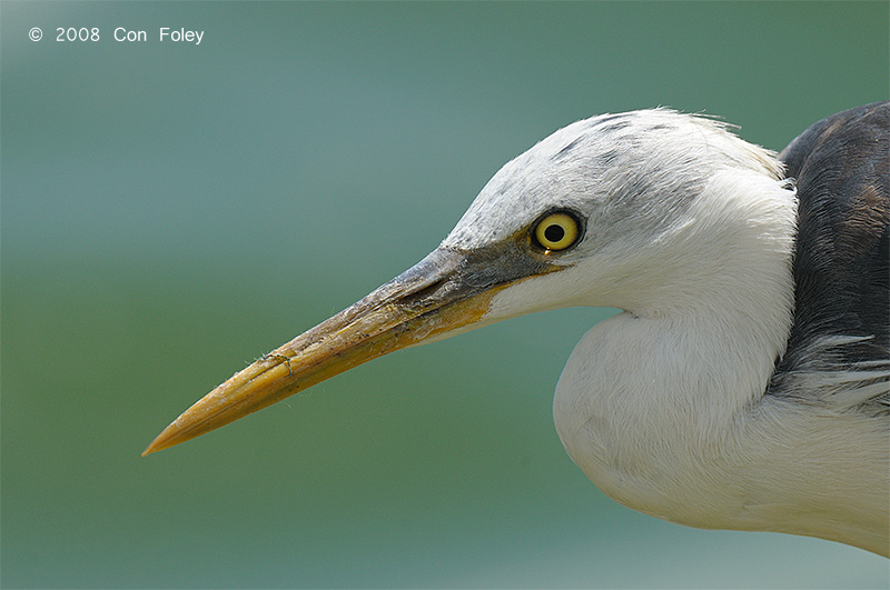 Heron, White-necked @ Leanyer Sewage Works