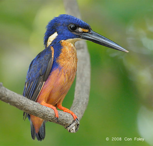 Kingfisher, Azure @ Yellow Water