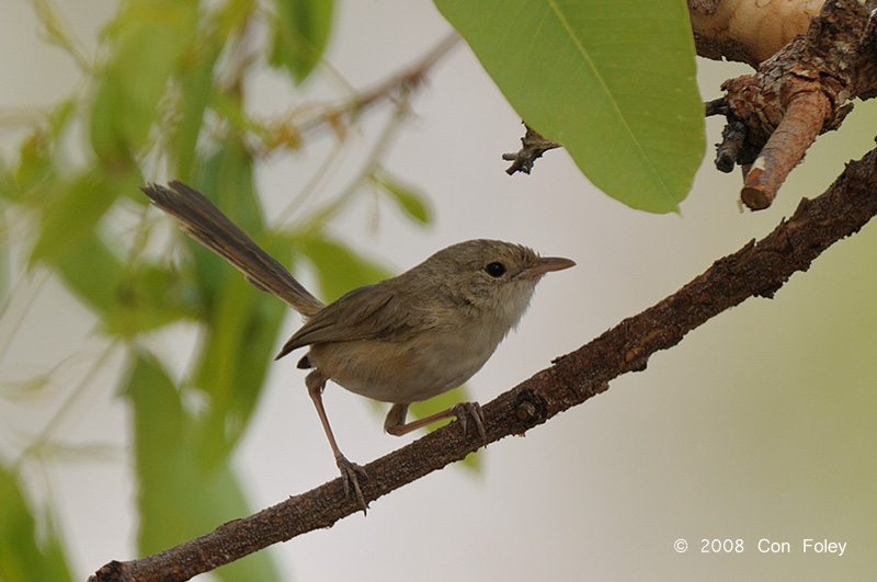 Fairy-wren, Red-backed (female) @ Copperfield Dam