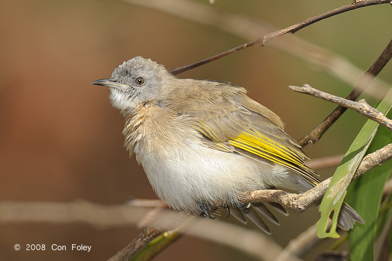 Honeyeater, Rufous-banded @ Casuarina Coastal Reserve