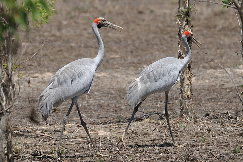 Brolga @ near Adelaide River on Stuart Hwy