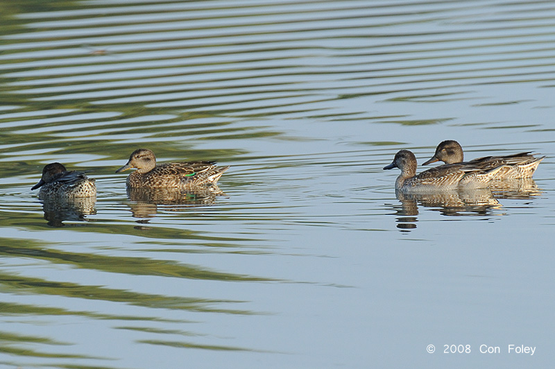 Teal, Eurasian @ Hong Kong Wetlands Park