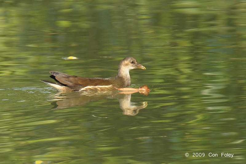 Moorhen, Common (juvenile) @ Mai Po