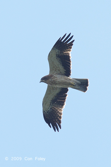 Eagle, Booted (pale morph) @ Seletar