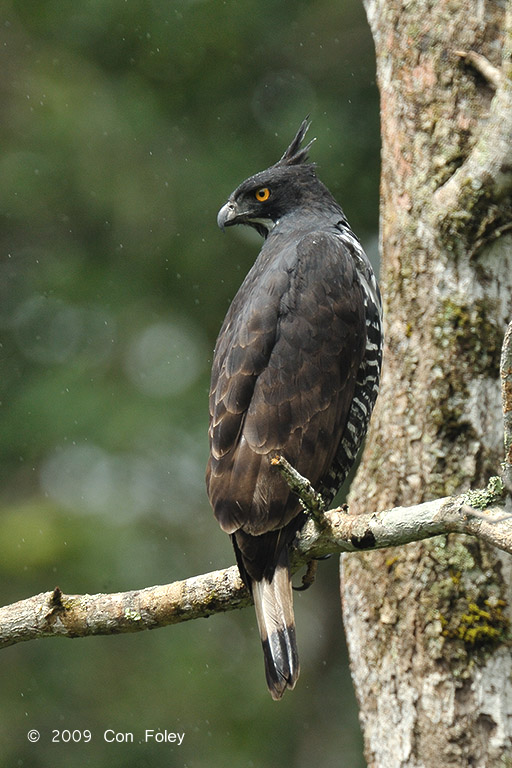 Eagle, Blyths Hawk @ New Road