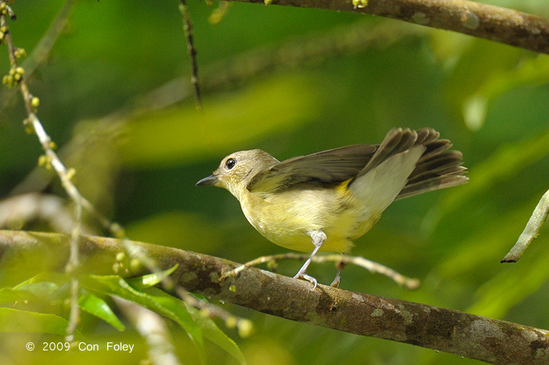 Flycatcher, Yellow-rumped (female)