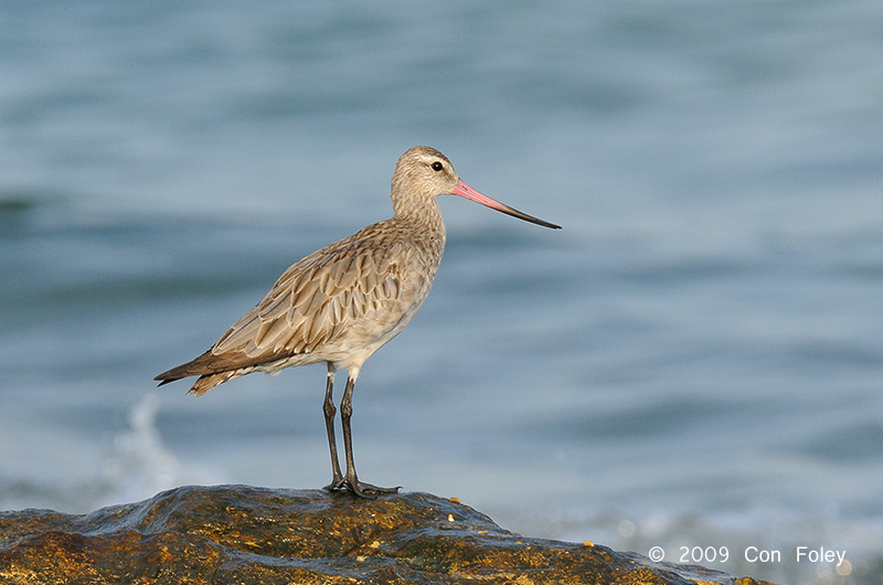 Godwit, Bar-tailed @ Nightcliff