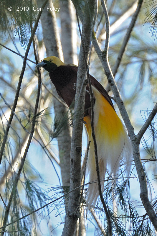 Bird-of-paradise, Lesser (male) @ Kama