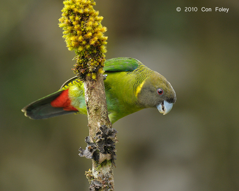 Parrot, Brehms Tiger (male) @ Kumul Lodge