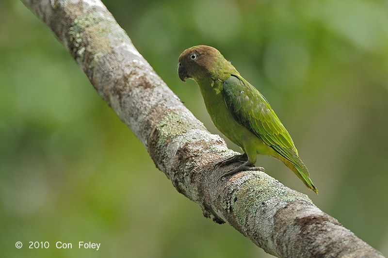 Parrot, Red-cheeked (female) @ Virirata National Park