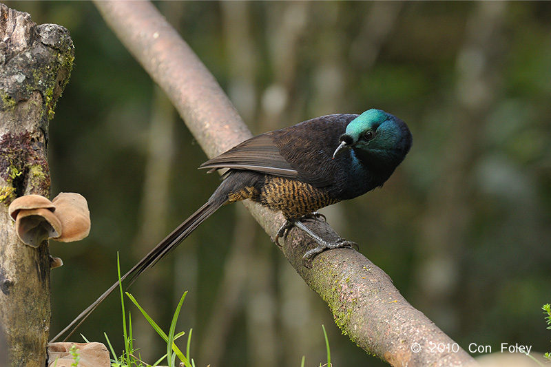 Astrapia, Ribbon-tailed (female) @ Kumul Lodge photo - Con Foley ...