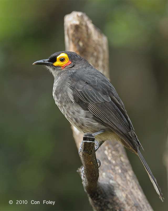 Honeyeater, Common Smoky @ Kumul Lodge