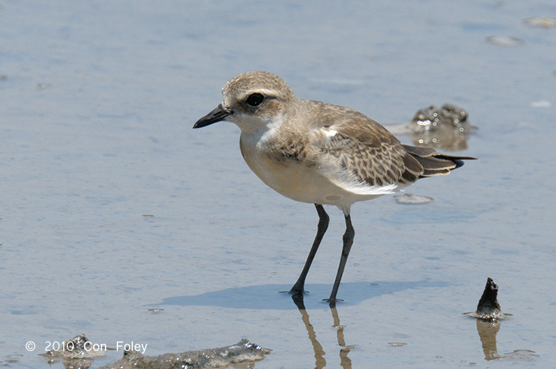 Plover, Lesser Sand @ Sungei Buloh