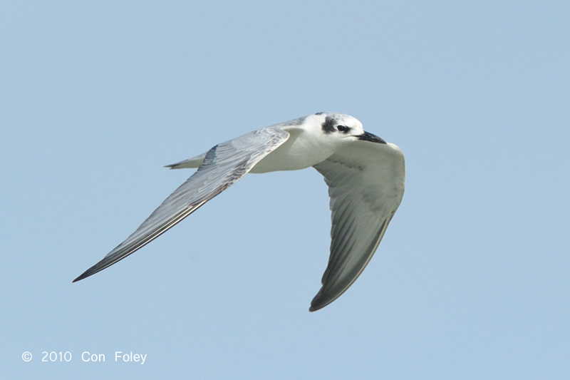 Tern, White-winged @ Singapore Strait