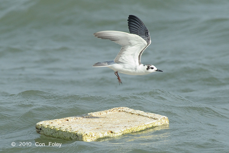 Tern, White-winged @ Singapore Strait