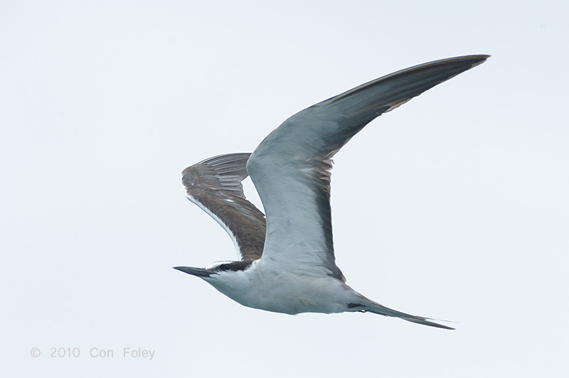 Tern, Bridled @ near Horsburgh Lighthouse