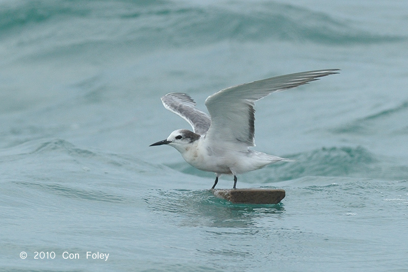 Tern, Aleutian @ Singapore Strait