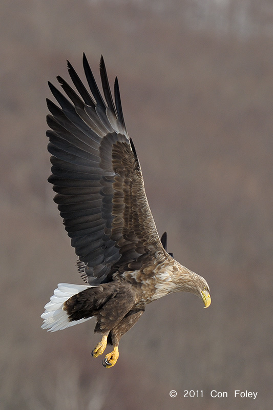 Eagle, White-tailed Sea @ Akan International Crane Center