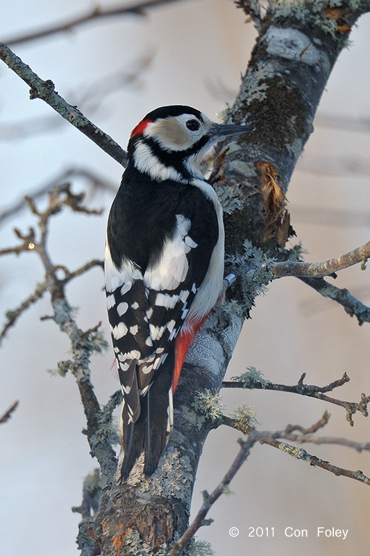 Woodpecker, Great Spotted (male) @ Nemuro