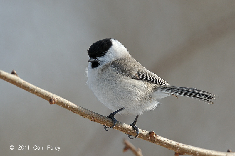 Tit, Marsh @ Nemuro